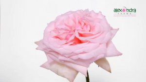 Французская садовая пионовидная роза Pink O'Hara в Перми