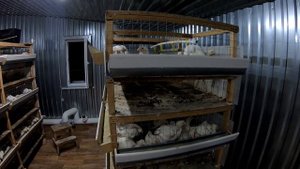 ?ВЫРАЩИВАНИЕ БРОЙЛЕРОВ от А до Я. КАК ЭТО ДЕЛАЕМ МЫ.?