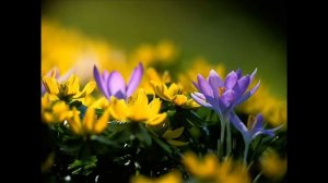 Летние цветы.Цветы, цветущие все лето.