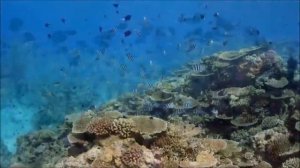 Подводный мир океана Красивые виды глубин. Удивительный животный и растительный мир океана.