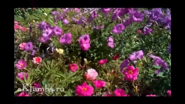 Петуния смотреть онлайн