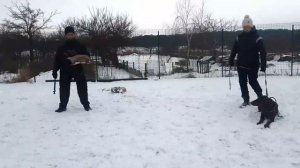 Доберман Рабочего разведения | Начальная подготовка | 9 месяцев | Тренировка по защите