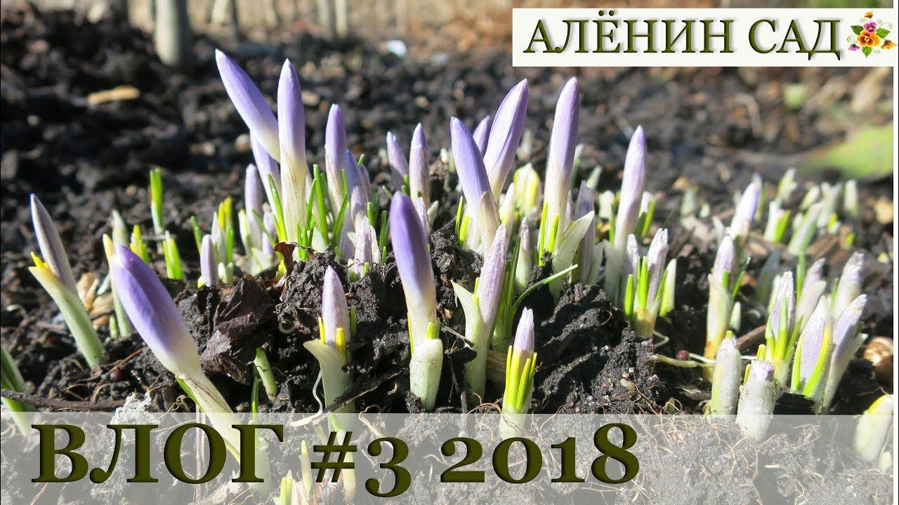 Влог #3 Смородина / Покупочки / Рассада перца и баклажанов / Переделка теплицы