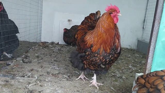 Orpington Zolotookaimlennii.Орпингтон Золотоокаймленный смотреть онлайн