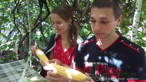 Можно ли кушать кукурузу в сыром виде?