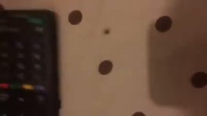 Паук притворился мёртвым!!!