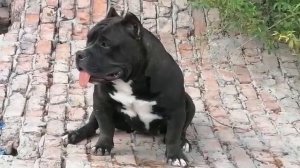 американский булли покет сука