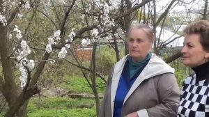 Абрикосы в Средней полосе