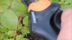 СЛЕПЫЕ ПОБЕГИ У РОЗ