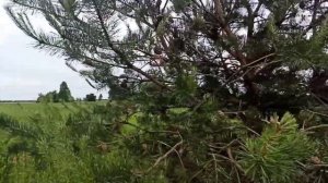 КАК ВЫРАСТИТЬ СОСНУ ДОМА из ШИШКИ? | Сею сосны в стаканчики. ??