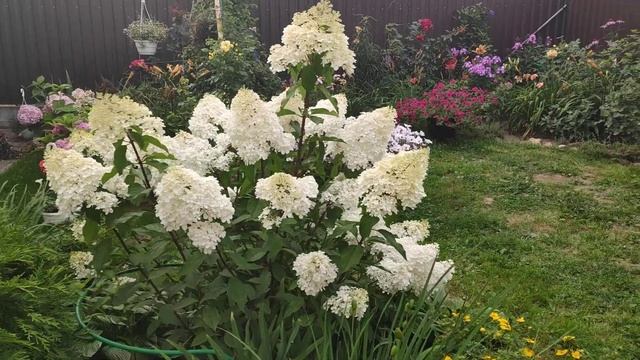 Метельчатая гортензия Ванилла Фрейз 4 августа ( Hydrangea paniculata 'Vanille Fraise' ('Renhy')