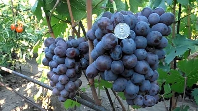 Виноград Сенатор (Е.Г Павловского) смотреть онлайн