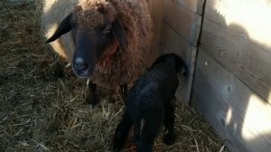 Австрия ферма овец и их детишки.Бараны и барашки на ферме в Австрии.