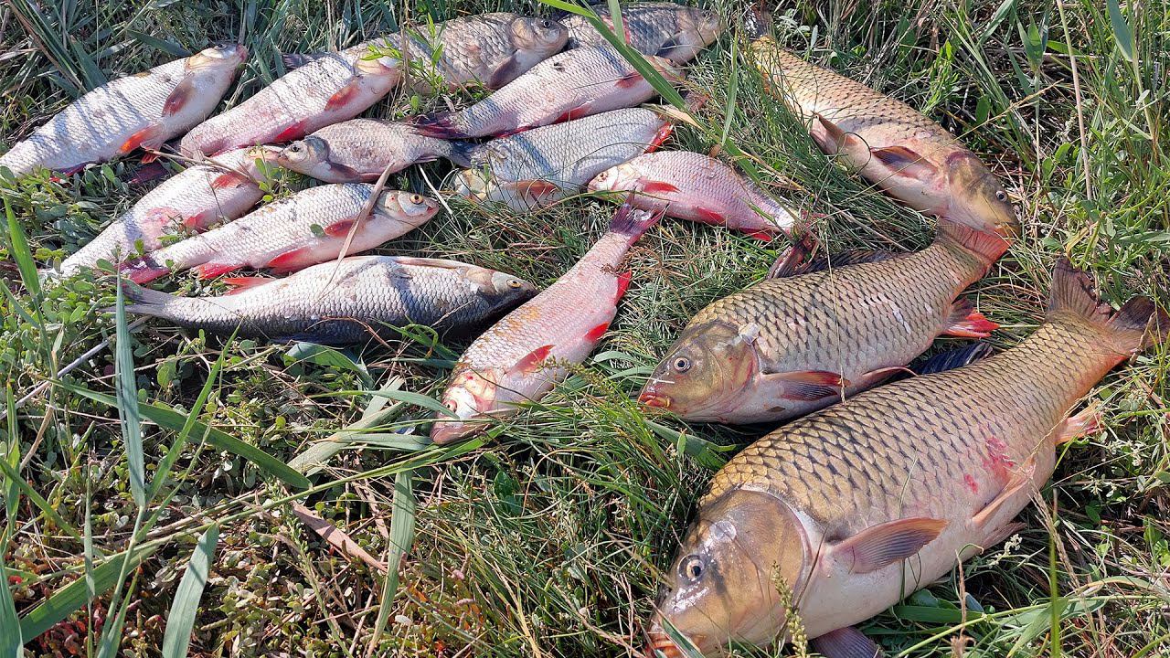 КРУПНЫЙ САЗАН НА МИНИ БОЙЛЫ! ОТ ТАКИХ ПОКЛЕВОК АЖ УДОЧКА ТРЕЩИТ!!! смотреть онлайн