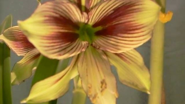 Papillio cross pollinated with Gervase Amaryllis Hippeastrum Bulb смотреть онлайн