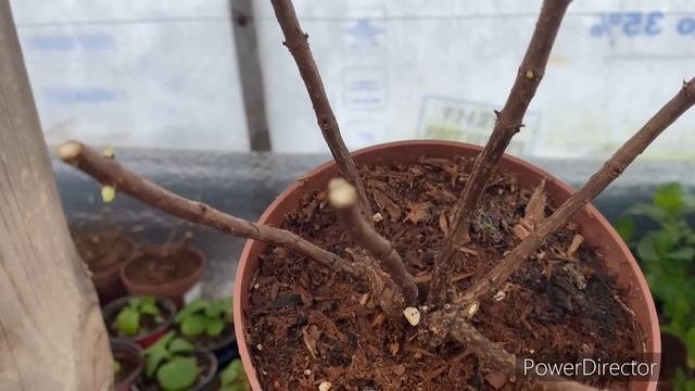 Крупнолистные гортензии просыпаются?что делать?
