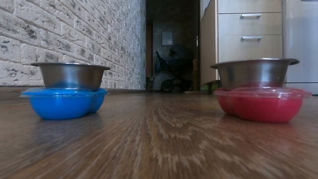 КОТ "АЛЕКС" НЕ МОЖЕТ ОПРЕДЕЛИТЬ ПОЛ РЕБЁНКА😁😁😁 смотреть онлайн