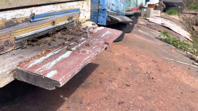 Предроевой облёт молодой пчёлы