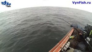 Морская рыбалка в мае 2019 г.на Баренцевом море, вытащили треску на 6 кг Ryobi Ceratec AD 80