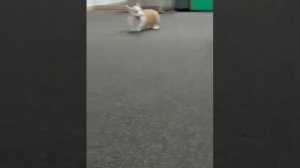 Королевский корги