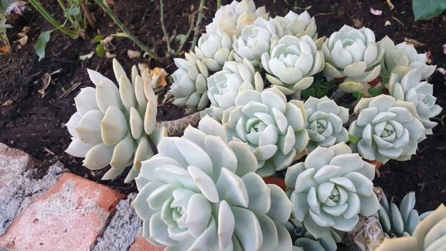 Cómo cuidar de la Graptoveria titubans / Planta de porcelana смотреть онлайн