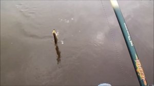 Рыбалка троллингом на виброхвосты(силикон).Щучье эльдорадо.Малые реки Беларуси.