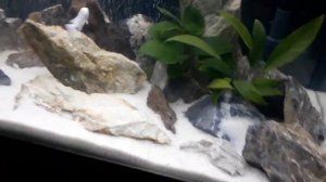 Мой аквариум с малавийскими цихлидами 135 л.