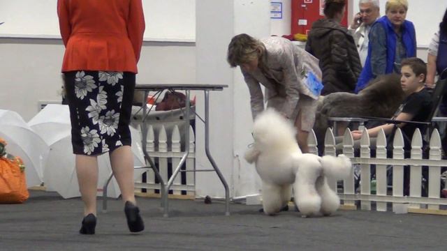 00114XXIII Национальная выставка пуделей 28.05.2017 --MOJA VARIATSIJA THOR HERO смотреть онлайн