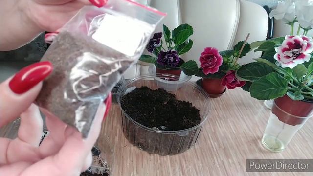 РАЗБОР ПОСЫЛКИ С ГЛОКСИНИЯМИ,УКОРЕНЕНИЕ, 2 ЧАСТЬ смотреть онлайн