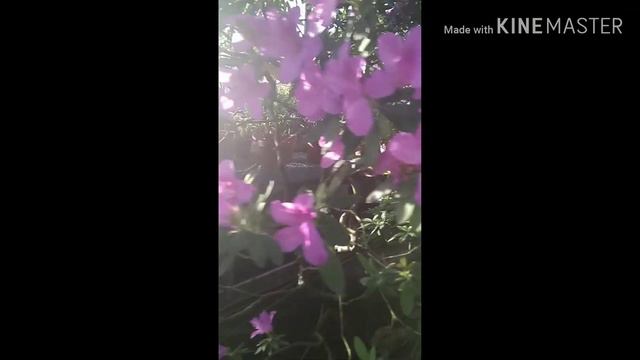 Ботанический сад Санкт-Петербурга смотреть онлайн