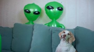 Dog Unimpressed by Alien Invasion: Funny Dog Maymo