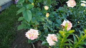 Роза Амбианс . Rosa Ambians . Чайно-гибридная роза .