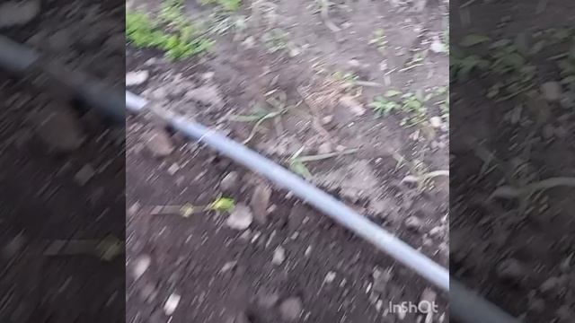 Высаживаю томаты.
