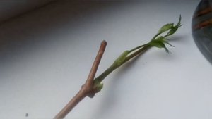 Результат черенкования девичьего винограда