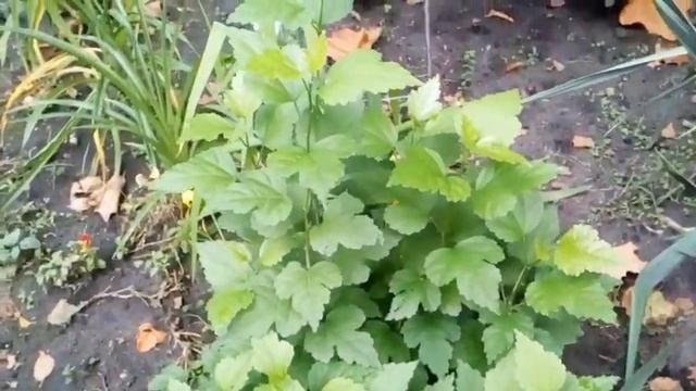 Гибискусы в саду.   Сентябрьское цветение     #гибискусы #сирийские #травянистые