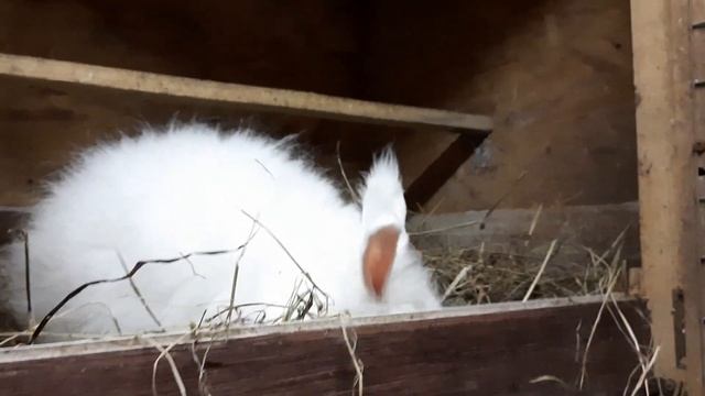 Знакомьтесь, я Плюша, немецкая ангора смотреть онлайн