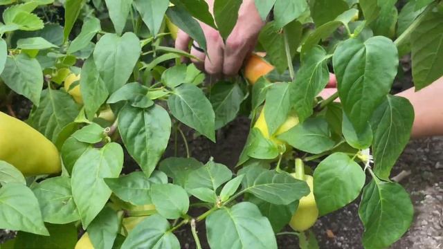 Третий выпуск. Деревенский салат и шашлык смотреть онлайн