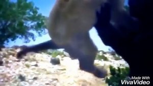 Американский лев 16 Shots