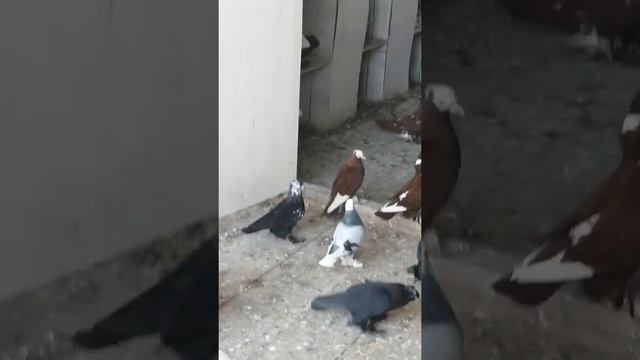 Beautiful collection of pigeons#Красивая коллекция голубей! Северокав-кие космачи...Такла... Персы. смотреть онлайн