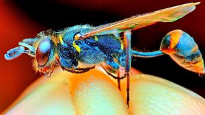 Оса в Макросъемке