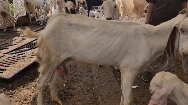 kuch Bakriyo Se Bana Itna Bada Setup | Pearl Goat Farm | Learning Experience. смотреть онлайн