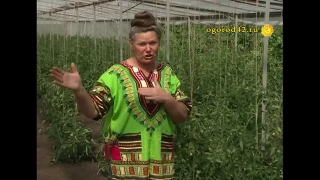 Самый простой способ увеличить урожай томатов в теплице