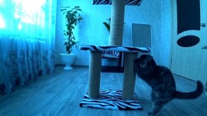 Сборка когтеточки