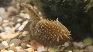 Первый раз такое вижу - сомик Анциструс лежит на боку