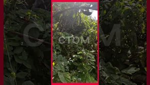 яблоня'Кримсон Крисп'