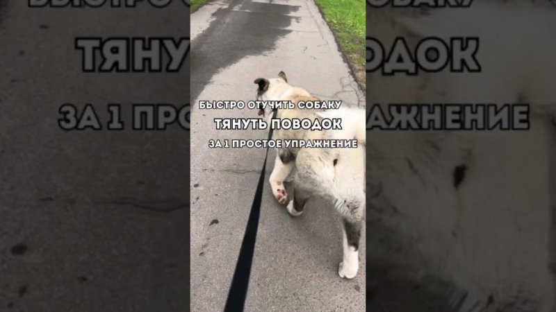 КАК БЫСТРО ОТУЧИТЬ СОБАКУ ТЯНУТЬ ПОВОДОК ЗА 1 УПРАЖНЕНИЕ#дрессировка  #послушевясобака