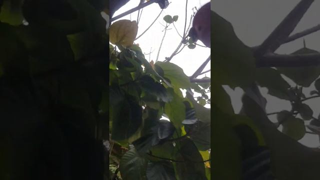 Ficus auriculata Lour. The fruit grows from the base to the top of the tree