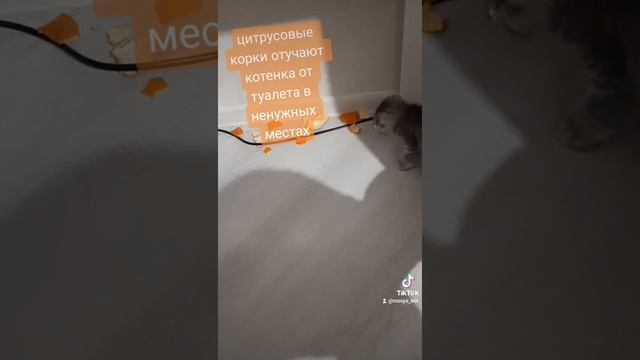 Мося кот и корки. Как отучить котенка от туалета в неположенном месте