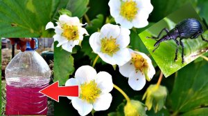 Это видео спасет вашу клубнику от долгоносика во время цветения! Опрыскайте срочно этим кустики!