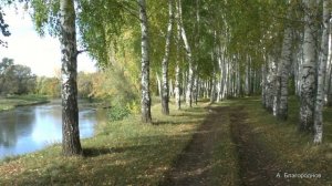 Берёзы Родины  Наталья Гражданкина
